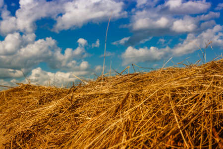 summer rural landscape with a field and hay.の写真素材