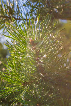 Needles of pine in the rays of the setting sun macro beautiful background