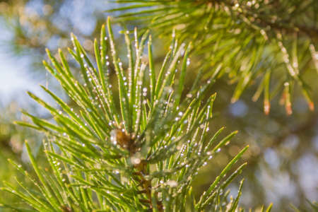 Needles of pine in the rays of the setting sun macro beautiful background