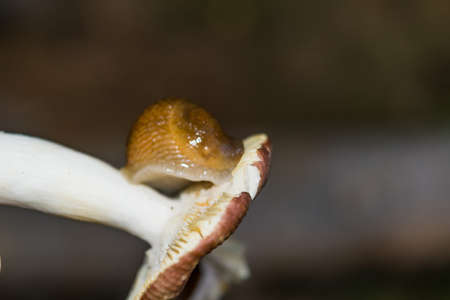 Slug on the foot of a forest mushroom Macro photo