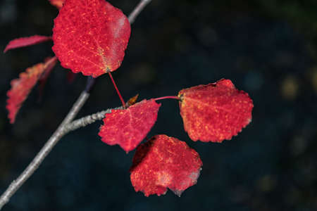 Red autumn aspen leaves close-up on a dark backgroundの写真素材