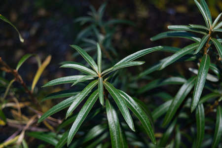 Leaves of wild sea buckthorn on a dark background. Photographed in a forest.の写真素材