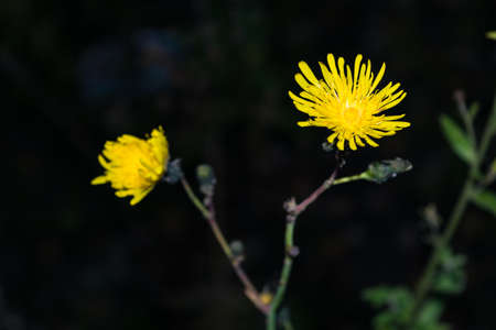 Beautiful yellow flowers on a dark background. Aposeris foetida.の写真素材