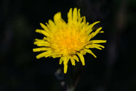 Beautiful yellow flowers on a dark background. Aposeris foetida.