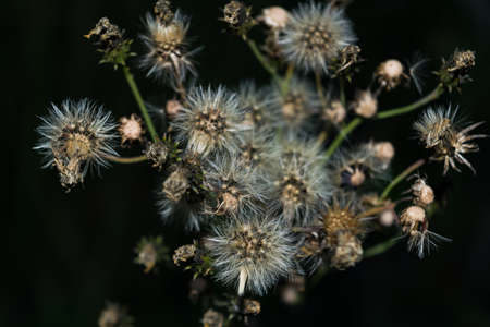 Thistle plant releasing seeds in the wind.