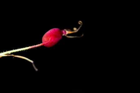 Red berry forest hips on a dark autumn backgroundの写真素材