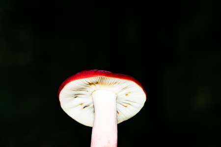 Forest mushroom russula with bright red hat on a dark background close-upの写真素材