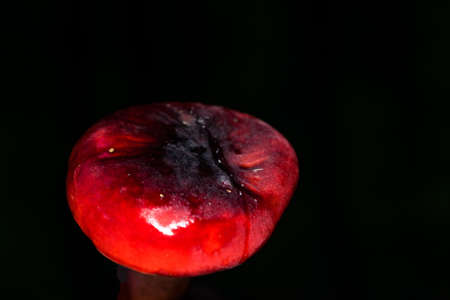 Forest mushroom russula with bright red hat on a dark background close-up