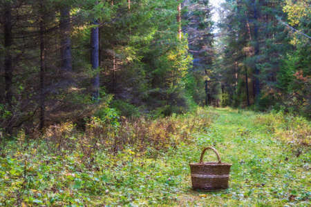 Sunny morning in a coniferous forest in the early autumnの写真素材
