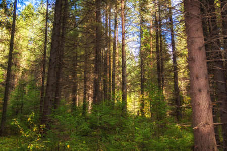 Sunny morning in a coniferous forest in the early autumn