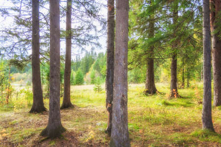 Sunny morning in a coniferous forest in the early autumnの写真素材