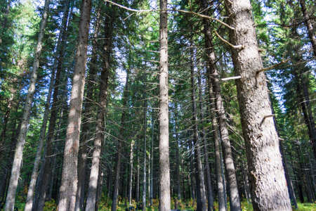 Sunny morning in a coniferous forest in the early autumnの写真素材