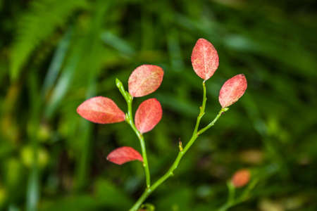 Branch of a forest blueberry with red autumn leaves on a dark backgroundの写真素材