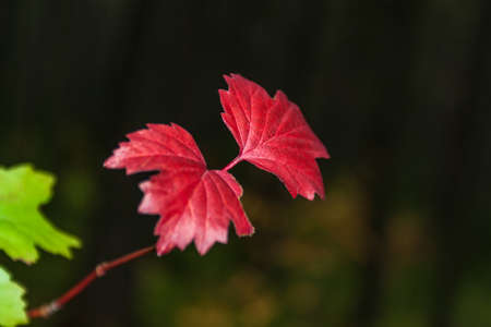 A branch of a viburnum with red autumn leaves on a dark backgroundの写真素材