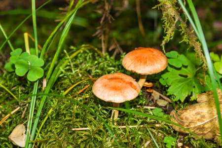 Beautiful poisonous mushrooms in the forest. Season of autumn, september.の写真素材