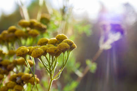 Autumn design floral background with leaves in season colors.の写真素材