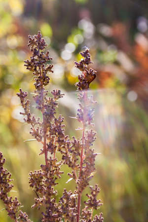 Autumn design floral background with leaves in season colors.の写真素材