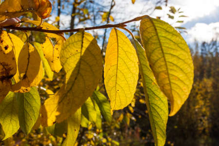 Autumn design floral background with leaves in season colors.