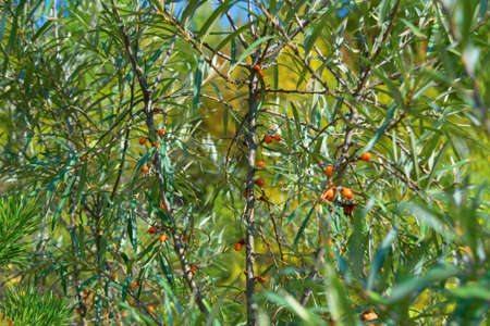 Branches of wild sea buckthorn with berries in the mountains of the Urals
