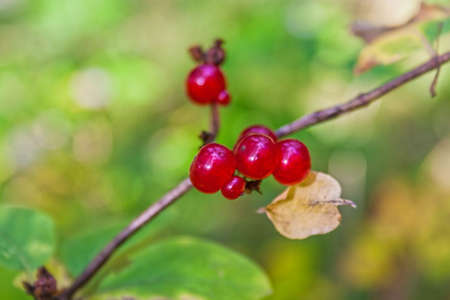 Bunches of red viburnum berries. Close-up.
