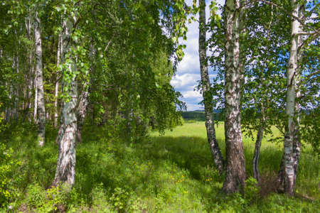 Mixed Birch and coniferous forestin sunlight in the morning