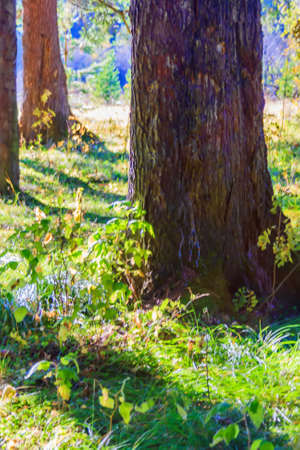 Sunny landscape in a pine forest in early autumn