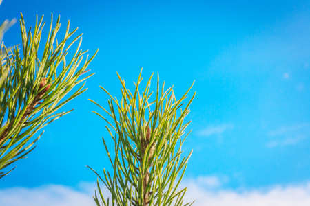 Needles of pine with droplets against the blue skyの写真素材