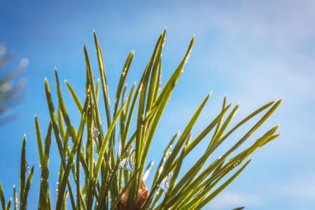 Needles of pine with droplets against the blue skyの写真素材