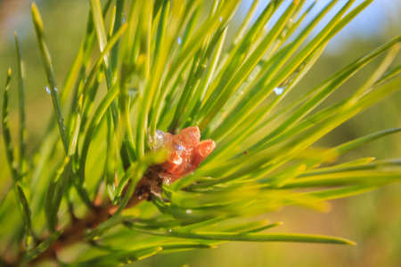 Needles of pine with droplets against the blue sky