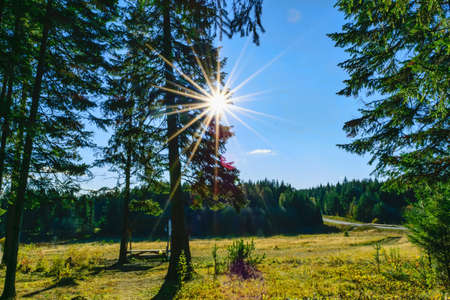 At the edge of a coniferous forest on a sunny day in the autumn season. The sky is clear blue.の写真素材