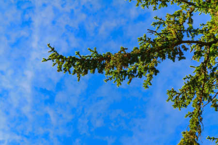 Background for design, coniferous trees fir tree and branches against a blue sky backgroundの写真素材