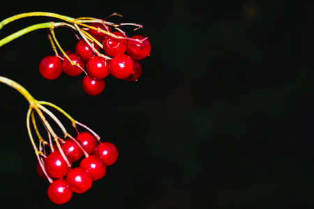 Sprig of red ripe viburnum on a black background.の写真素材