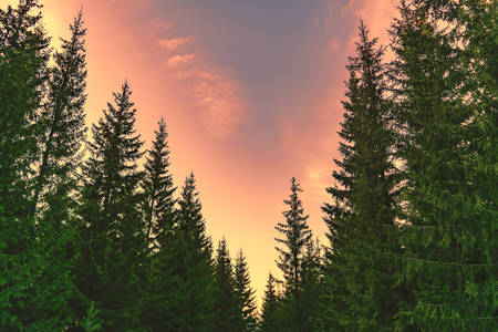 Sunset in the coniferous forest Autumn Ural Mountainsの写真素材