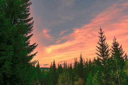 Sunset in the coniferous forest Autumn Ural Mountainsの写真素材