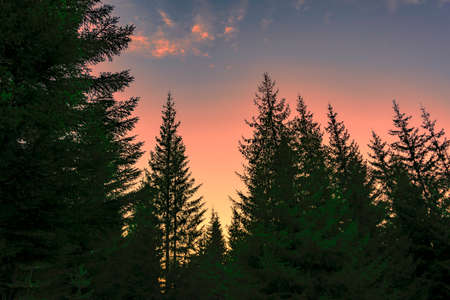 Sunset in the coniferous forest Autumn Ural Mountains