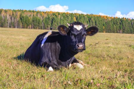 cow is lying on the meadow in sunny weatherの写真素材