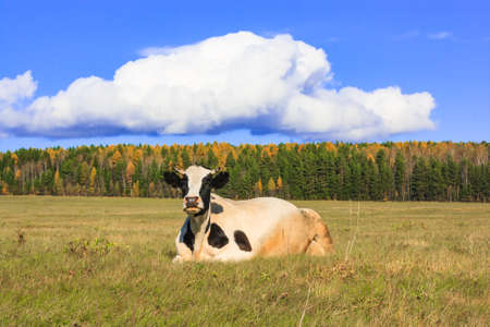 cow is lying on the meadow in sunny weatherの写真素材