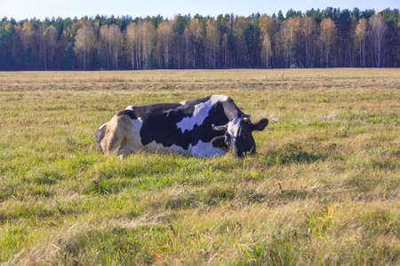 cow is lying on the meadow in sunny weatherの写真素材