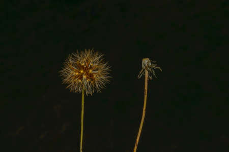 Abstract autumn design floral background with season colorsの写真素材