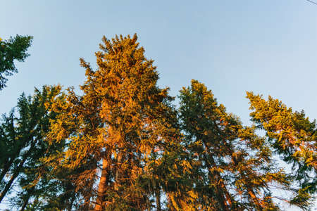 Coniferous forest in the rays of the setting sun in autumnの写真素材