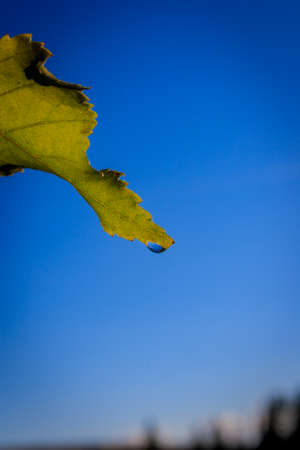 Green leaf after the rain against the skyの写真素材
