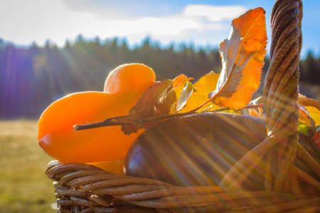 Vegetables . Fresh Bio Vegetable in a Basket. Over Nature Backgroundの写真素材