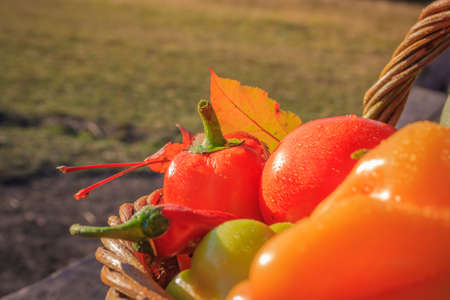 Vegetables . Fresh Bio Vegetable in a Basket. Over Nature Backgroundの写真素材