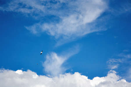 Birds soar in the blue summer sky against the background of white clouds