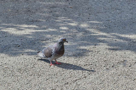 Pigeon close up. Pigeon grey. Beautiful pigeon close up.の写真素材