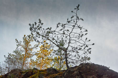 the mountain autumn landscape with colorful forestの写真素材
