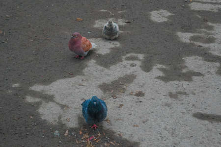 Close-up Photo of pigeons on the asphalt.の写真素材