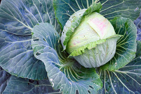 cabbage head growing on the vegetable bedの写真素材