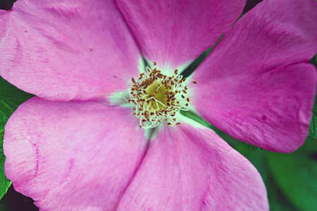 Pink rose hip flower macro dog roseの写真素材
