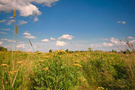 Stacks of straw - bales of hay, rolled into stacks left after harvesting of wheat ears, agricultural farm field with gathered crops rural.の写真素材